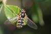 Chrysotoxum elegans
